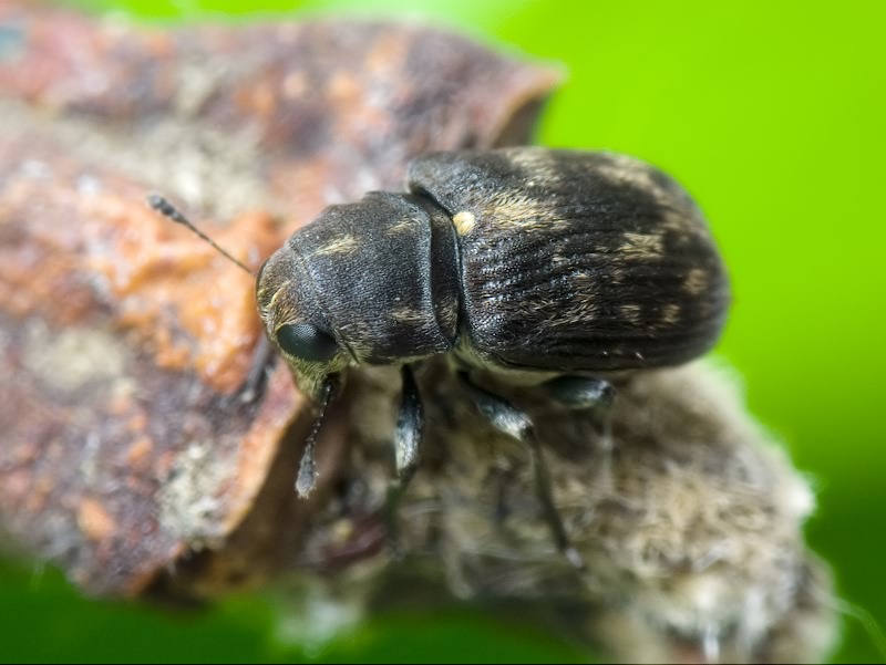 Rhaphitropis marchica (Herbst, 1797)